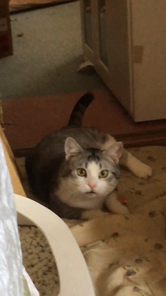 #今日のダイエットブログ 明日はいよいよの記事動画
