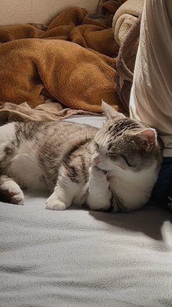 今日の優くん〜たまにはうちの猫自慢〜の記事動画