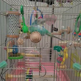 の蕾がチラチラと咲き始めてきましたの画像