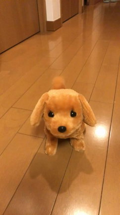 ☆どっちやねん☆の記事動画