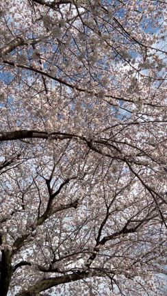 ご無沙汰ごめんブログ！⑨国営昭和記念公園の記事動画