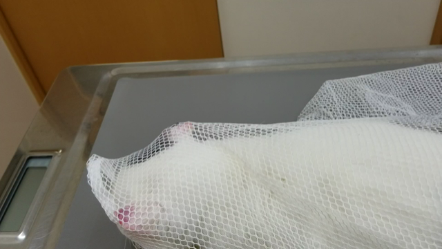 保護猫チェリー余命一ヶ月といわれました(泣)の記事動画