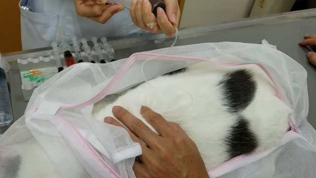 保護猫チェリー余命一ヶ月といわれました(泣)の記事動画