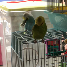 インコシンクロ動画の画像
