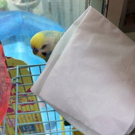 インコのお布団とらないで動画の画像