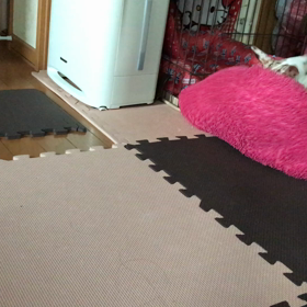 夢の中の変な音は…チワワvs昼寝…動画の画像