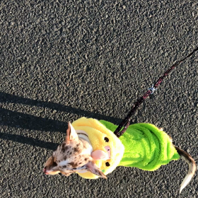 チワワ…お散歩できるようになった動画の画像