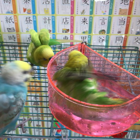 水浴び動画の画像
