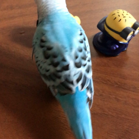 ソフビ人形とインコの画像