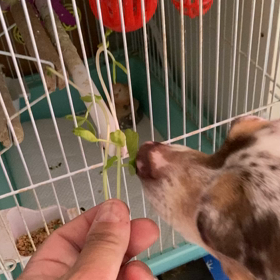 インコ…豆苗食べるの画像