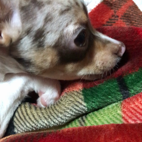 チワワ…バブちゃんのいじけ方…動画の画像