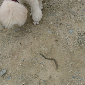 大きなミミズの画像