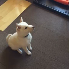 お手が出来るようになったけどの画像