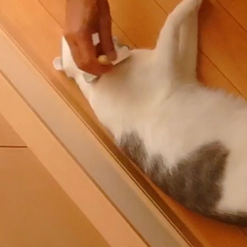 人は右の頬を打たれたら・・猫の場合の画像