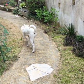 ハクの画像