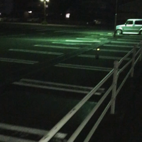 ネコの画像