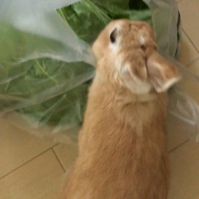 キャベツともみじの画像