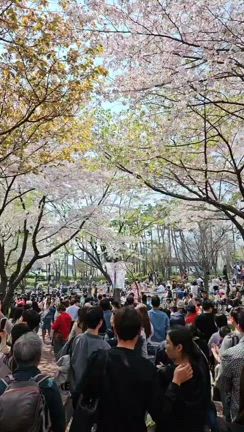 ご無沙汰しています！桜をお届けしますの記事動画