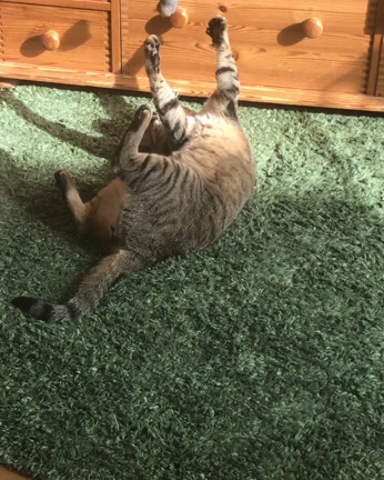 猫のいる毎日の記事動画