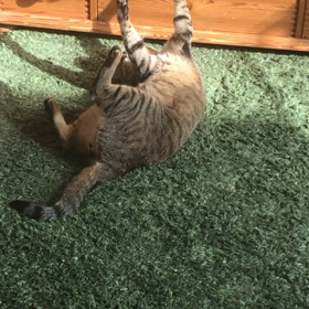 猫のいる毎日の画像