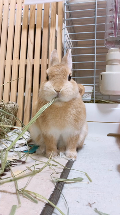 色んなお祭りの記事動画