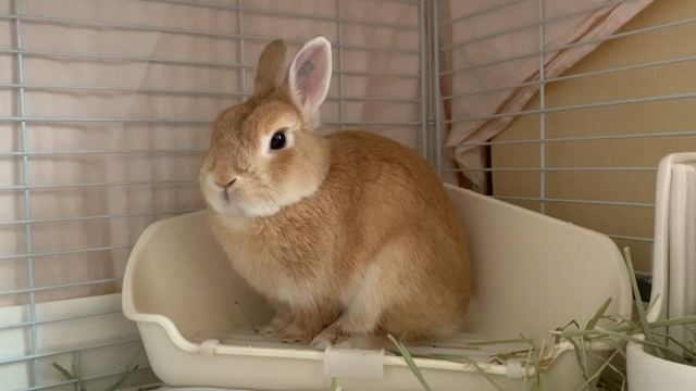 お出迎えの舞の記事動画