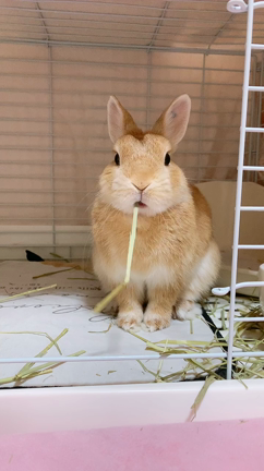 目覚めるとおケツの記事動画