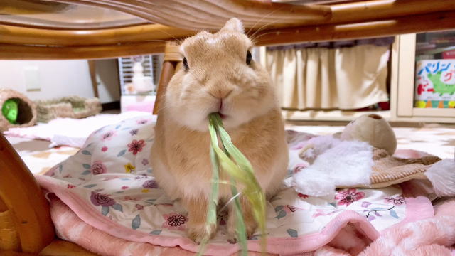 一度に入れすぎの記事動画