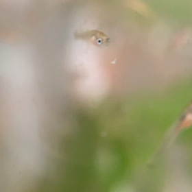 和金稚魚 4週間の画像
