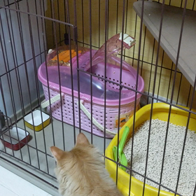 飼い主さんに、預けられた子猫の日々の画像