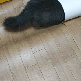 にゃんこわんぱく5！の画像