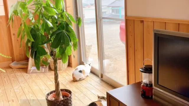 不審者侵入！？の記事動画
