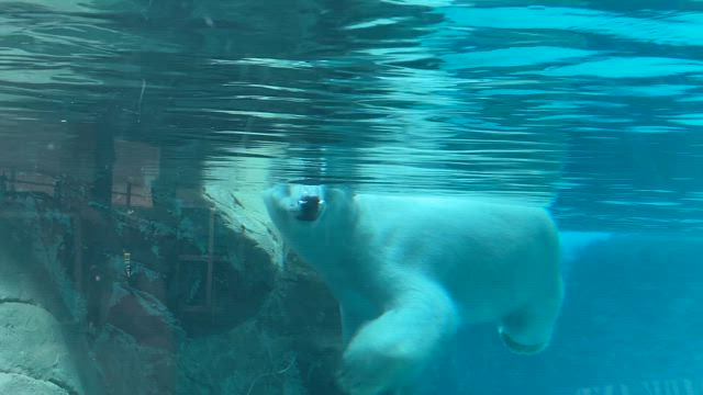 おばさん一人で動物園に行くの記事動画