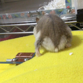 癒しの時間の画像