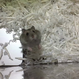 動画特集の画像