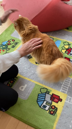 ※猫のミミくん※術後経過⑦の記事動画