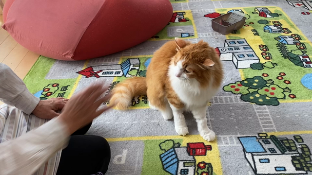 ※猫のミミくん※術後経過⑦の記事動画