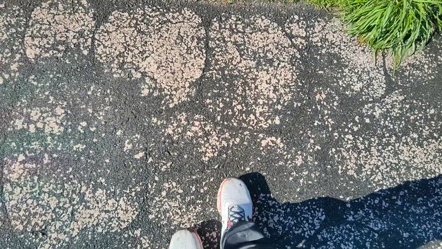 高原にて朝ラン〜久しぶりの再開の記事動画
