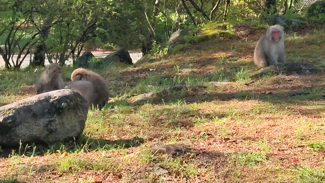 高原にて朝ラン〜久しぶりの再開の記事動画
