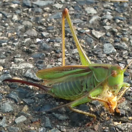 虫からのメッセージの記事動画