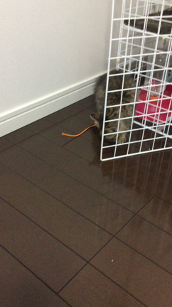 新しいの記事動画