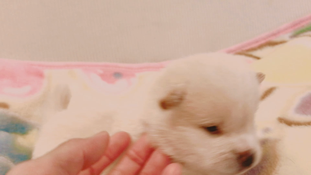 かすみちゃんの赤ちゃんの記事動画