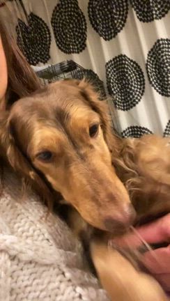 洗われる犬の記事動画