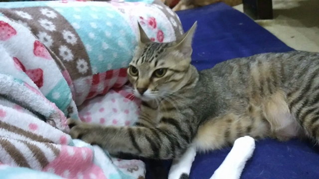 そこは・・・(^^;)とありがとうございますの記事動画
