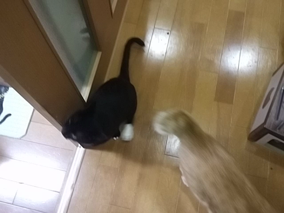 いずみちゃんの歩行の記事動画