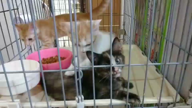 イヌイ君マッサージ師を目指すの記事動画