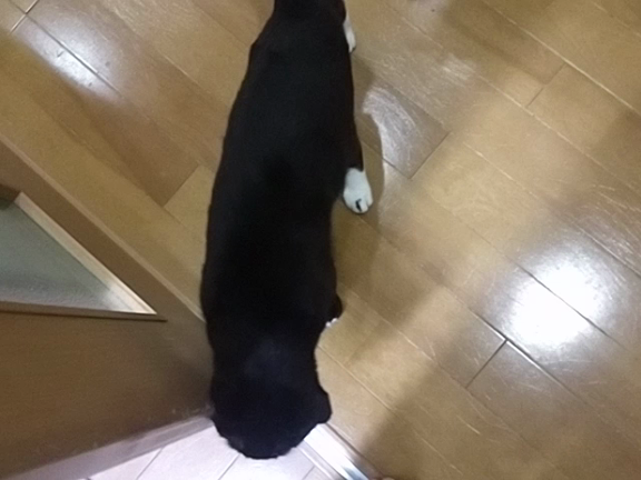 いずみちゃんの歩行の記事動画
