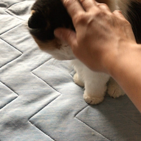 さくらが好きなことの画像