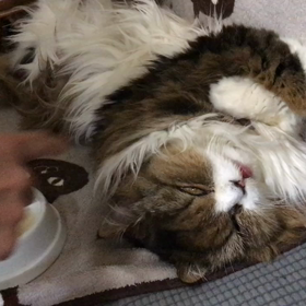 猫暮らし18年目にして知ったことの画像