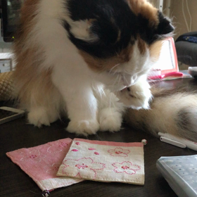 さくら、気になるらしいの画像
